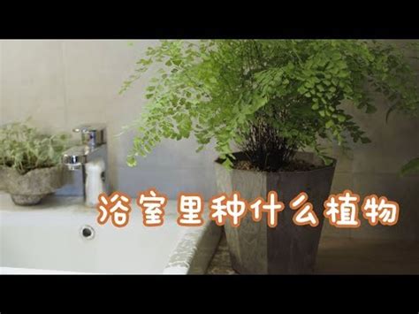 廁所植物|浴室植物 廁所盆栽